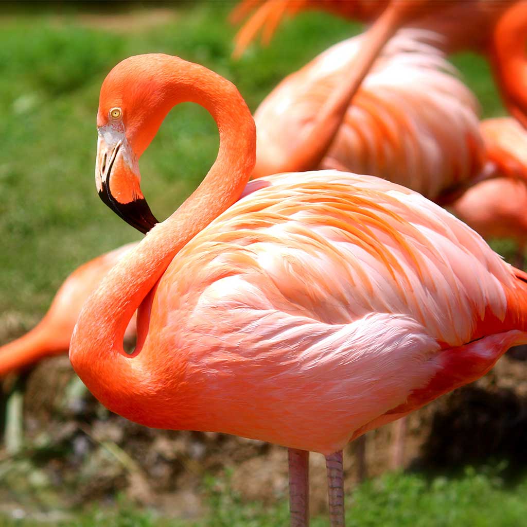 Flamingo feeding with its bill upside down in shallow water