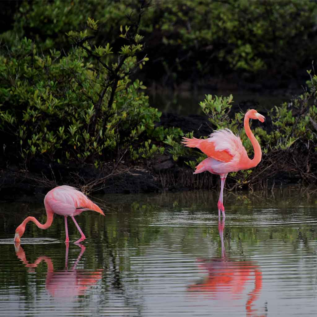 Flamingos gathered in a shallow wetland