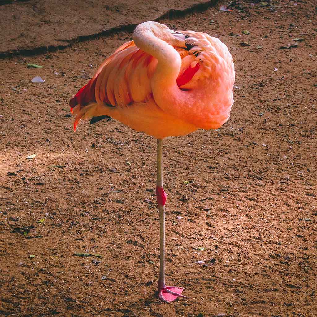 Flamingo standing on one leg