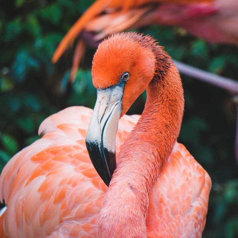 How big are flamingos?