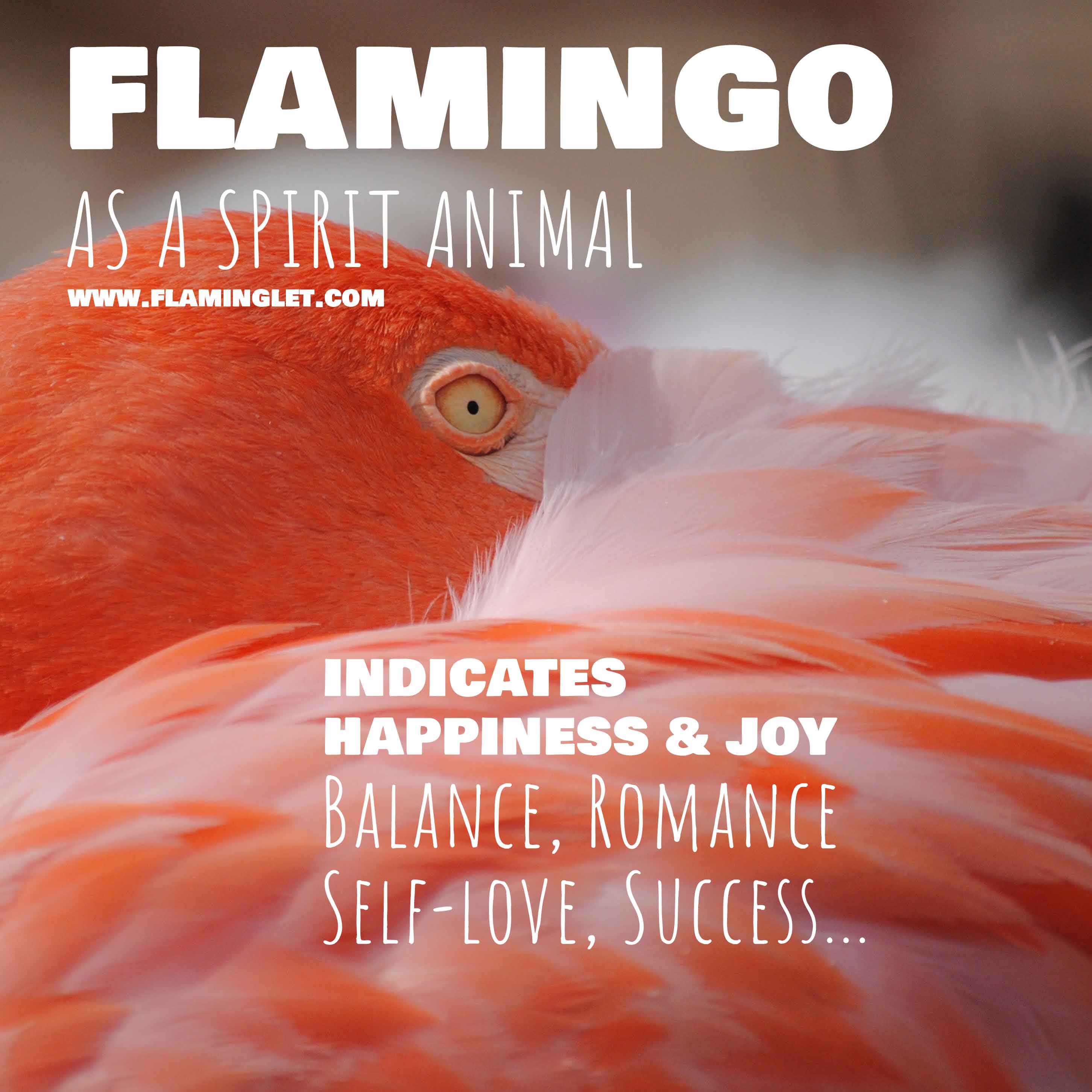 Flamingo Symbolism What It Means To Dream About A Pink Flamingo 